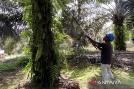 POPSI soroti pentingnya perlindungan nyata dan adil bagi petani sawit