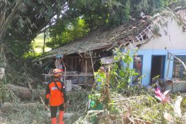 BPBD Jember: Tujuh orang terluka tertimpa pohon akibat angin kencang