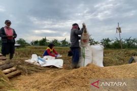 Bulog Bogor serap 435 ton gabah petani sesuai HPP Rp6.500