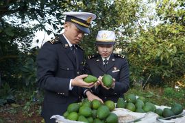 Alpukat segar dari Menglian China diekspor ke pasar ASEAN