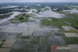 Ratusan hektare sawah terendam banjir di Kabupaten Tangerang