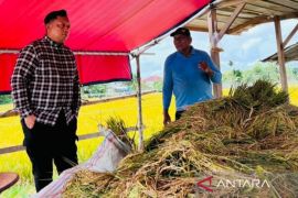 Bulog Belitung tinjau panen padi petani