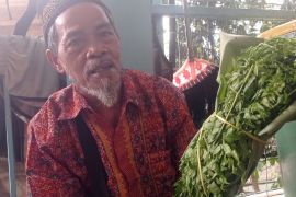 Petani Lebak jual daun pakis dan rebung di Jakarta lepas dari kemiskinan