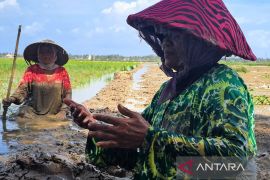 Ketika sawah mulai hijau kembali setelah bencana berlalu