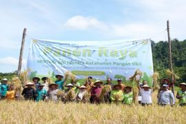 Pemkab Halsel perkuat ketahanan pangan lewat panen raya
