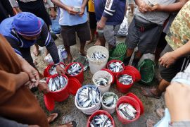 Harga ikan segar Gorontalo turun akibat stok bertambah
