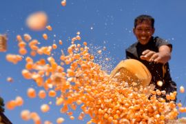 NTB siapkan cadangan jagung daerah, jaga harga petani