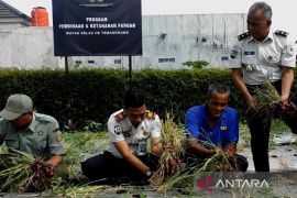Warga binaan Rutan Kelas IIB Temanggung panen bawang merah