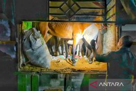 Karantina Jatim gagalkan pengiriman kuda pacu ilegal di Banyuwangi