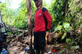 Kemenhut amankan pelaku pembalakan liar di kawasan TN Tesso Nilo