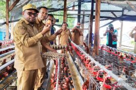 Wali Kota Sorong: Peternakan ayam petelur perkuat ketahanan pangan