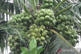 DPRD Kalsel apresiasi rencana pengembangan kelapa genjah