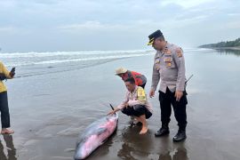 Polisi bersama aktivis selamatkan Paus Sperma terdampar di Pantai Jembrana