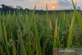 Pemkab Kuningan menetapkan target LTT padi 6.550 hektare pada Januari 2026