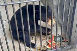 Tiga Beruang Madu dari Kalteng ditranslokasi ke Jatim