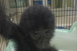 Polisi Jambi tangkap pelaku penjual dua ekor Siamang lewat media sosial
