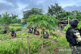 Prajurit Satgas Yonif 511 bantu pengembangan lahan pertanian warga OAP