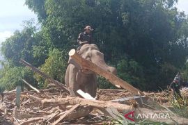 Pemkab Pidie Jaya tunggu arahan provinsi terkait kayu banjir bandang