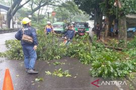 DLH Cianjur menurunkan petugas gabungan untuk pemangkasan pohon