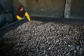 Komoditi pinang pascabencana di Palembayan Page 2 Small