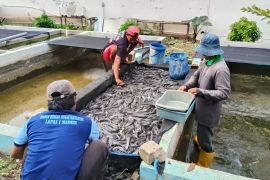 Lapas Madiun wujudkan kemandirian warga binaan di bidang perikanan