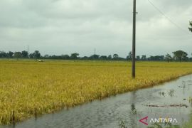 Pemkab Kudus lakukan pendataan padi puso terdampak banjir untuk diajukan bantuan