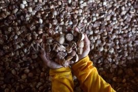 Komoditi pinang pascabencana di Palembayan