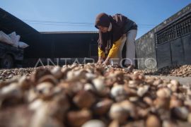 Komoditi pinang pascabencana di Palembayan Page 3 Small