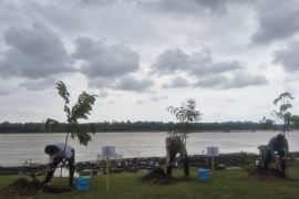 Pemprov Jambi berkolaborasi untuk tanam 201.274 pohon penghijauan