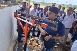 Lampung jadi lokasi sentra singkong nasional untuk dukung hilirisasi