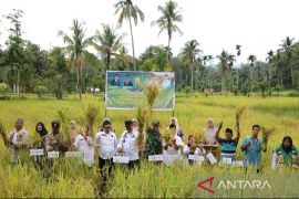 Panen raya Inpari 32 di Panyabungan Timur, Bupati Madina optimistis stok beras aman