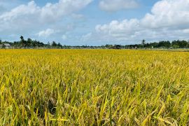 Petani di Belitung masuki musim panen padi