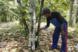 Pemprov Lampung kerja sama kembangkan kakao sistem agroforestri