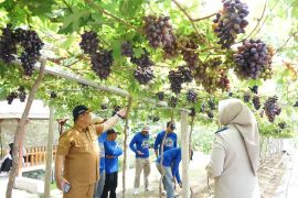 Jadi kawasan agrowisata favorit Kota Palu, kebun anggur Duyu bangkit bukti kerja GTRA