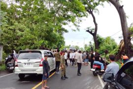 Pohon tumbang, Jalur menuju Pelabuhan Khayangan lumpuh total