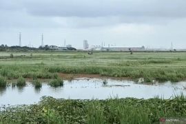 Banjir rendam belasan hektare sawah di Cilincing Jakut, petani terancam gagal panen