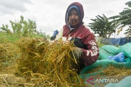 Banjir rendam belasan hektare sawah di Jakut, petani gagal panen