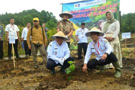 Pemkab Tanggamus dan Rainforest Alliance bagikan bibit kopi untuk pemulihan lingkungan