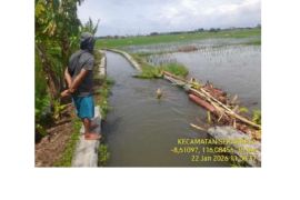 Sebanyak 49,5 hektare lahan pertanian di Mataram terdampak banjir