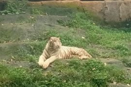 Semarang Zoo berencana datangkan tambahan harimau sumatra