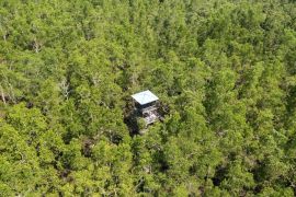 Kemenhut rehabilitasi mangrove melalui pendekatan Mandara