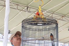 Bupati buka Kicau Mania UAS Cup Berkah Madani 2026