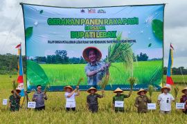 Petani Lebak panen raya padi, bisa enam ton per hektare