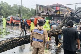 BPBD Bantul data 25 kejadian pohon tumbang dampak cuaca ekstrem