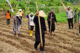 Polres Tasikmalaya menanam jagung serentak di lahan 22 hektare