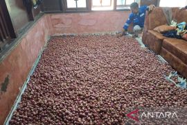 SOL dorong produktivitas bawang merah di Pahae Jae dan Pahae Julu