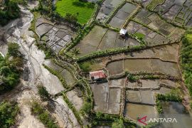 Alternatif pendapatan bagi petani dengan cara pulihkan sawah terdampak bencana