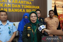 Babel perketat pasokan babi jelang Imlek