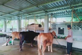 Penyakit LSD mengintai sapi dan kerbau, Pemprov NTB perketat kewaspadaan