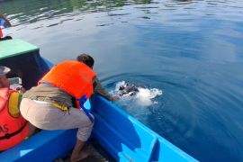 Basarnas hentikan pencarian korban kapal tenggelam di perairan Halsel